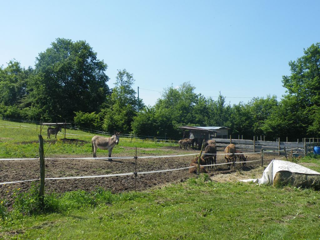 Agriturismo Al Bachero Belluno Kültér fotó